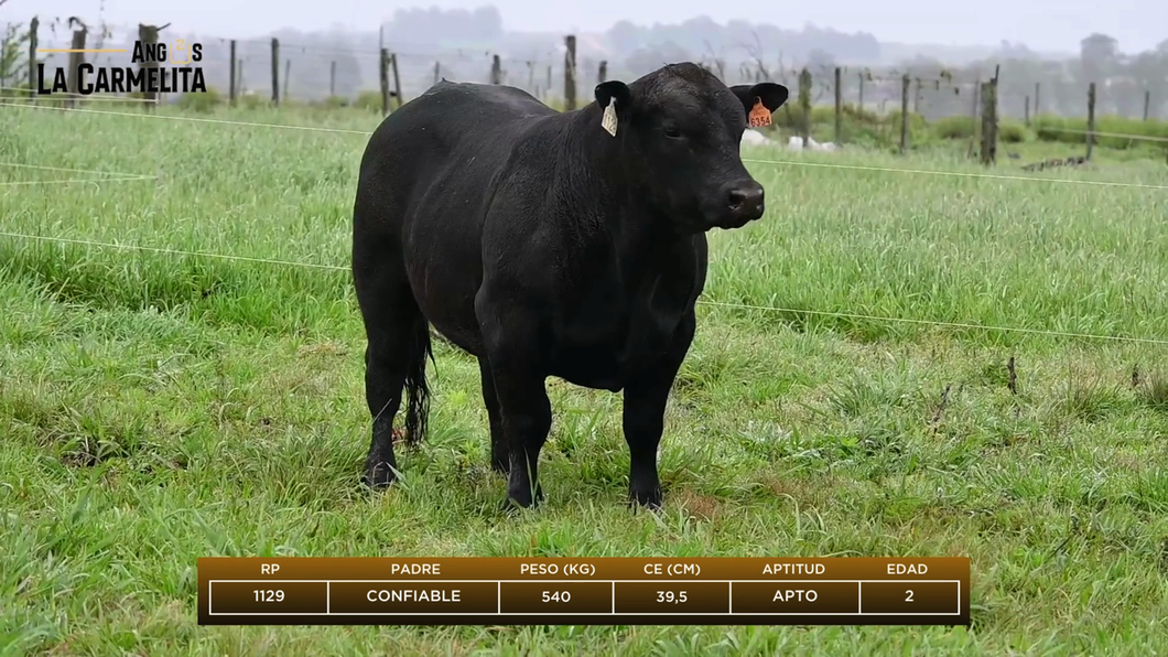 Lote Rp 1129 - Angus La Carmelita