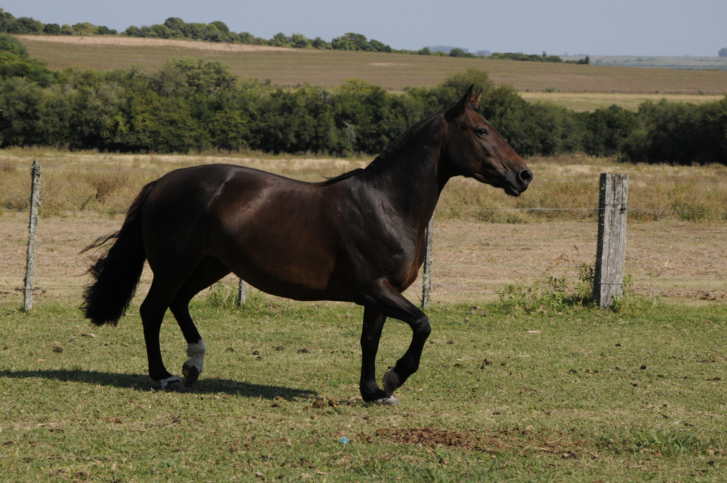 Lote Catalana Alborada II