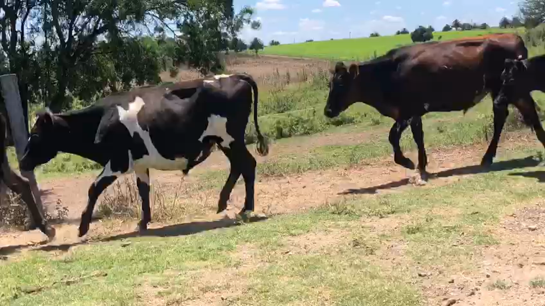 Lote 5 Novillos Kiwy a remate en Ultima Pantalla del Año - Escritorio Camy en Colonia America