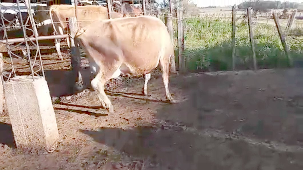 Lote (Vendido)3 Vacas de Invernada YERSEY a remate en PANTALLA CAMY - SAN JOSE  1500 VACUNOS 500kg - , San José