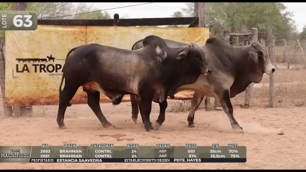 Lote LOTE 63