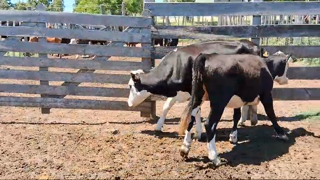 Lote 2 Terneras a remate en Pantalla Camy 180kg - , San José