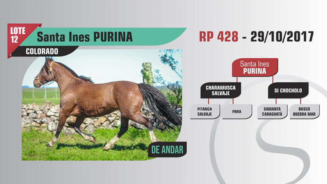 Lote Santa Ines PURINA