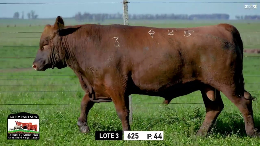 Lote Toros a remate en Toros para Vaquillonas - La Empastada, Durazno