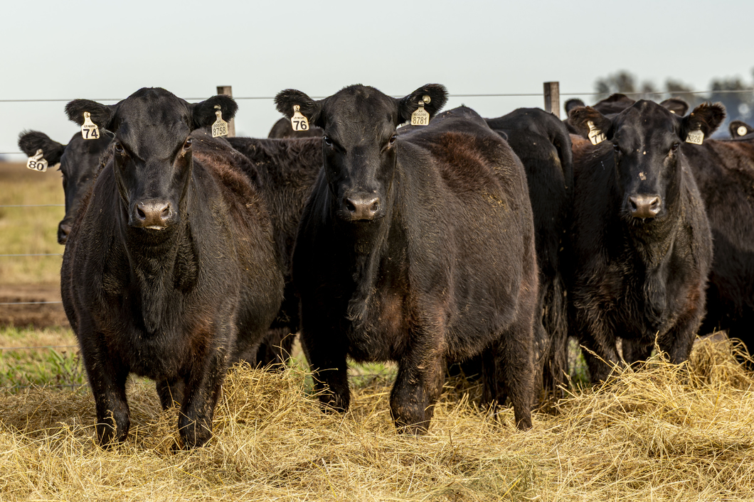 Lote VAQUILLONAS ANGUS PURAS CONTROLADAS