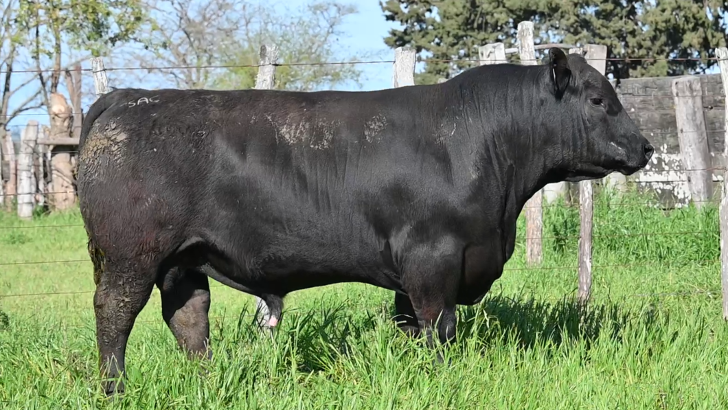 Lote 4 Toros BLACK ANGUS a remate en Los Novilleros, Montevideo