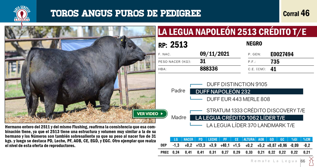 Lote TOROS ANGUS PP