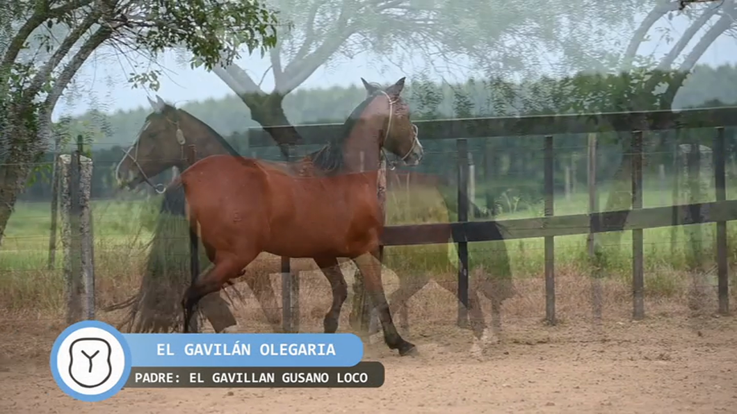 Lote El Gavilán Olegaria