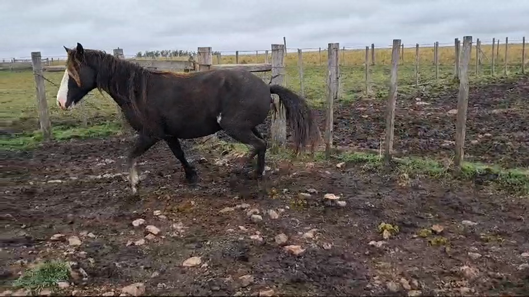 Lote Yegua de manada CRIOLLA RP 49 AUGUSTA SAN FRANCISCO a remate en 2º Remate Virtual Baltasar Brum en PALMA SOLA