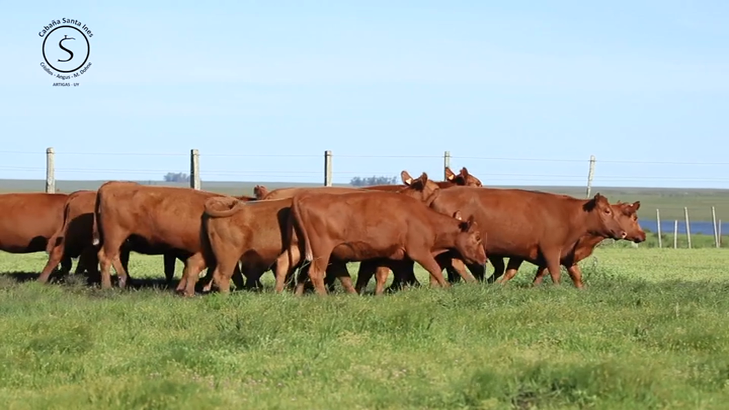 Lote 13 Vacas preñadas Red Angus a remate en Santa Ines, Artigas