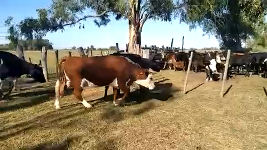 Lote 20 Vaquillonas/Vacas Gordas en Rio Branco, Cerro Largo
