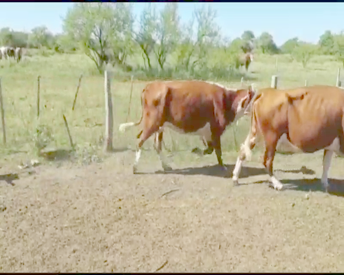 Lote 12 Vacas  en La Paz, Entre Ríos