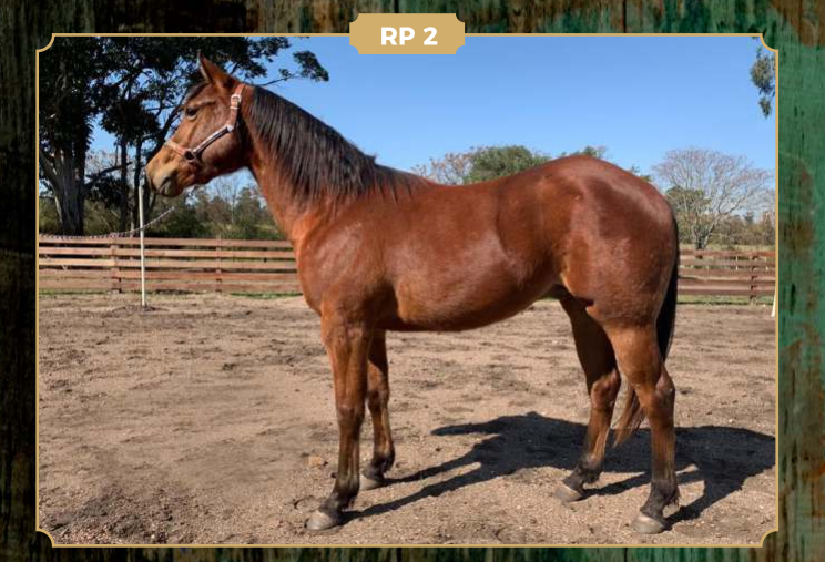 Lote PRIMER DOUBLE HOLLYWOOD