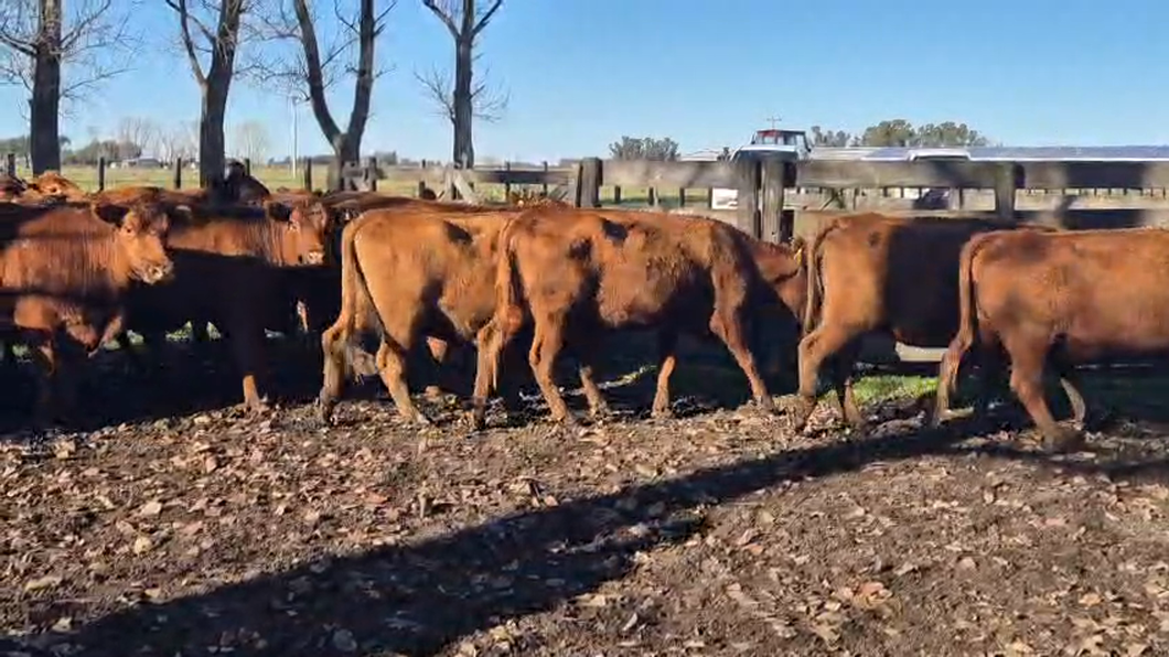 Lote 24 Vacas nuevas C/ gtia de preñez