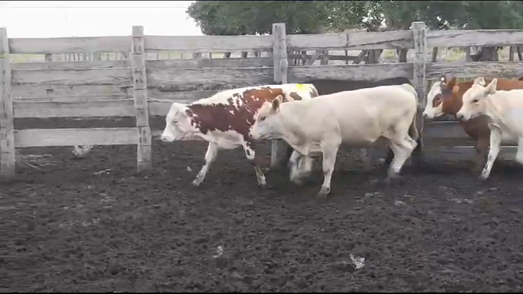 Lote (Vendido)5 Terneros y Terneras a remate en #41 Pantalla Carmelo  190kg -  en EL CHILENO