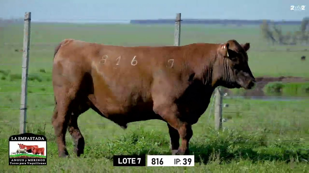 Lote Toros a remate en Toros para Vaquillonas - La Empastada, Durazno