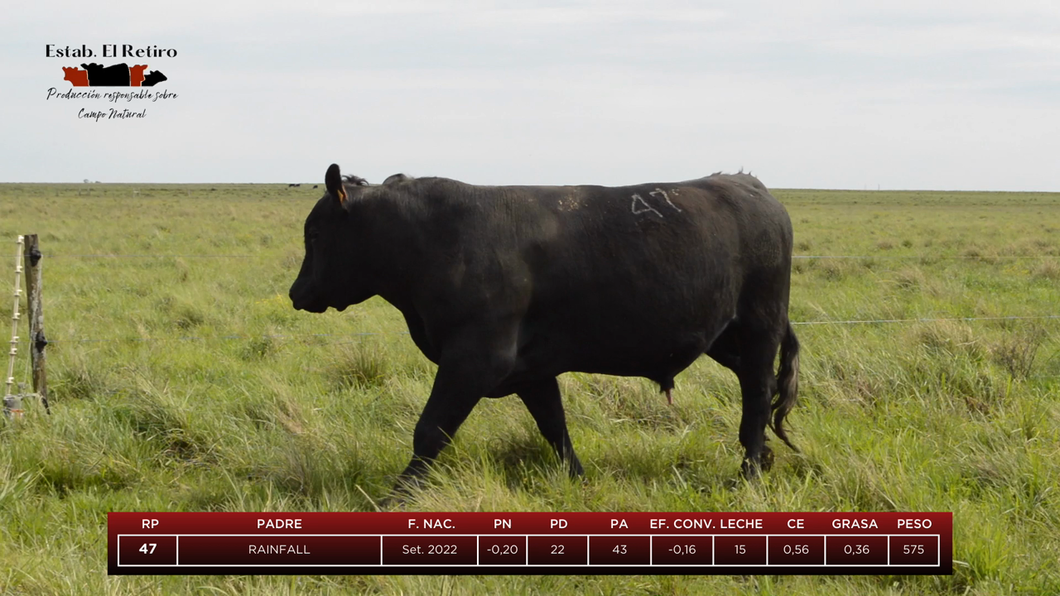 Lote Toros a remate en El Retiro, Artigas