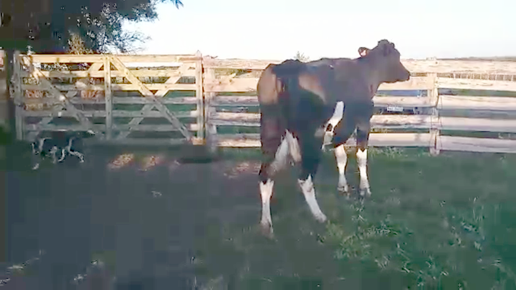 Lote 3 Vacas de Invernada HOLANDO a remate en REMATE POR PANTALLA 650kg - , San José