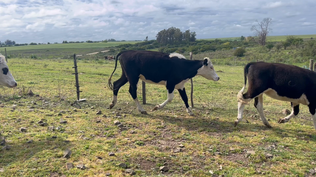 Lote VAQUILLONAS 1 a 2 AÑOS