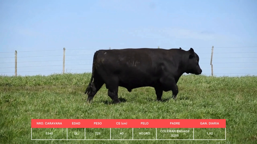 Lote Toros a remate en La Concepcion y El Carobal, Cerro Largo