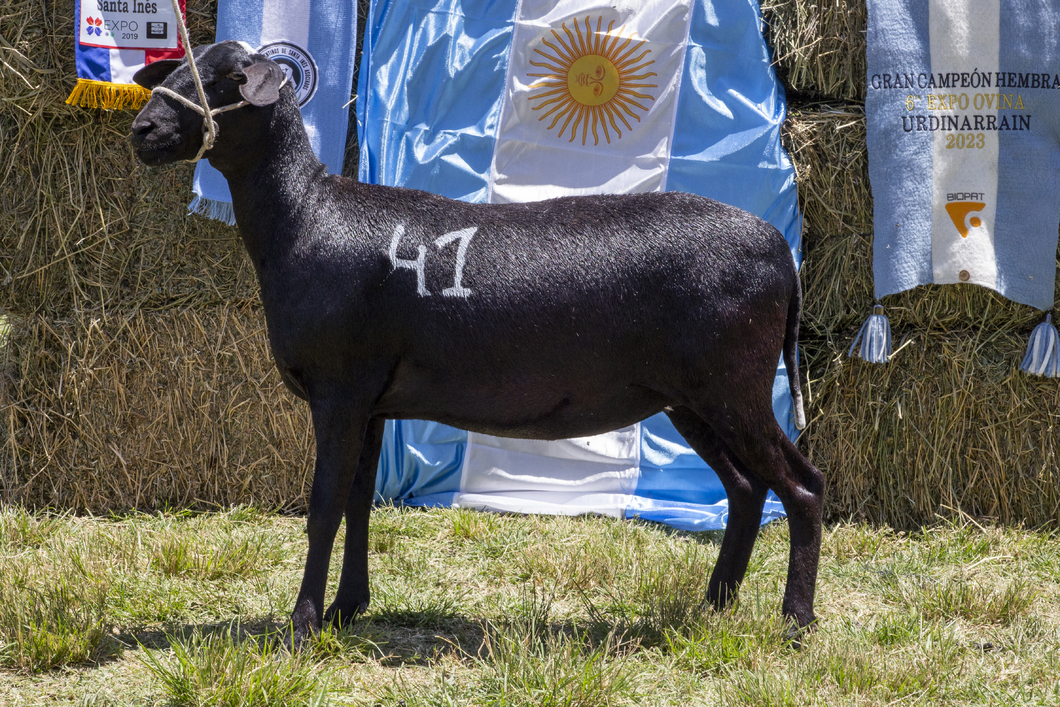 Lote SANTA INES P.P.C.