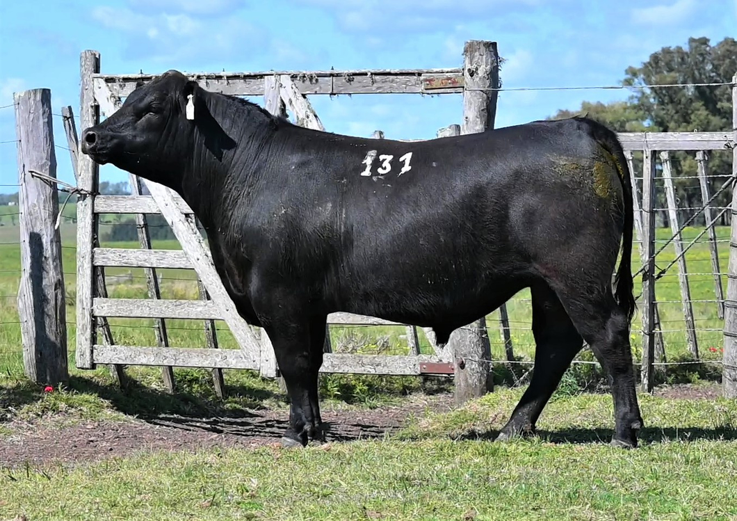 Lote TOROS LA ORACION