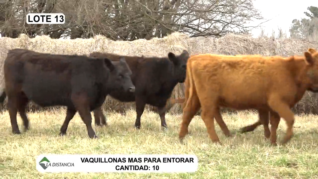 Lote Vaquillonas Mas p/Entorar Coloradas