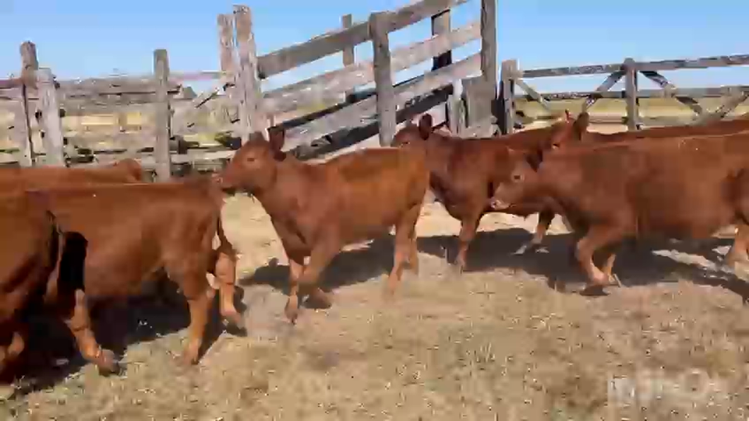 Lote 32 Terneros/as