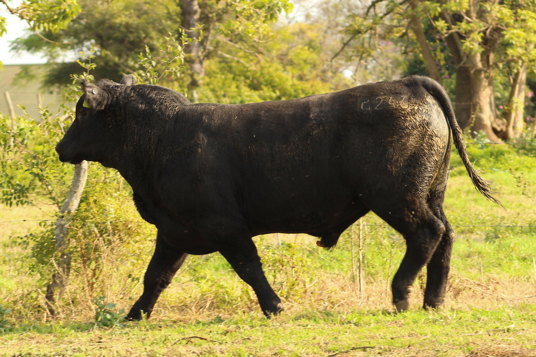 Lote CABAÑA COEMBOTÁ: RP 246