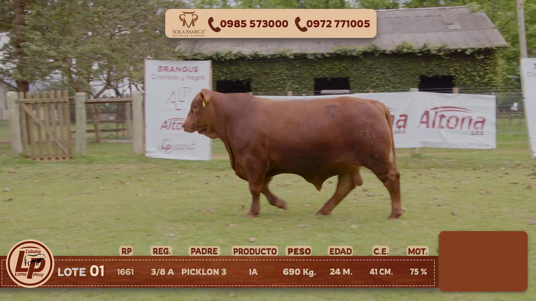 Lote MACHO