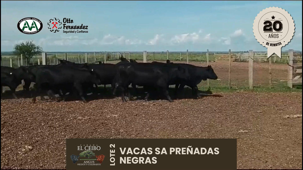 Lote 15 Vientres SA a remate en Cabaña El Ceibo, Artigas