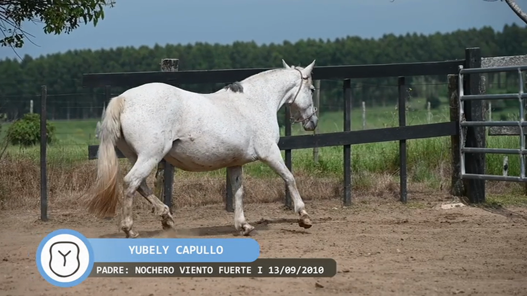 Lote Yúbely Capullo