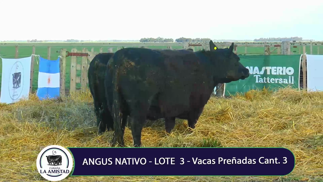 Lote VACA Y VAQUILLONA PREÑADA