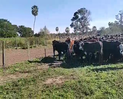 Lote 100 Terneros en Gral. San Martín, Chaco