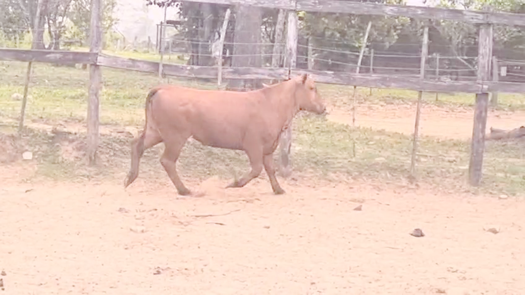 Lote Vaquillas Brangus a remate en Pantalla El Plantelaso 355kg -  en Cnel. Oviedo