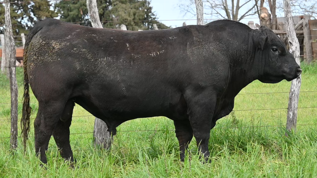 Lote 2 - La Colorada Aberdeen Angus