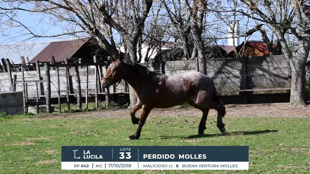 Lote PERDIDO MOLLES