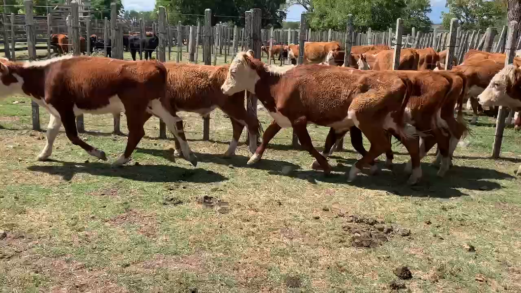 Lote 12 Novillos 1 a 2 años en Melo, Cerro Largo