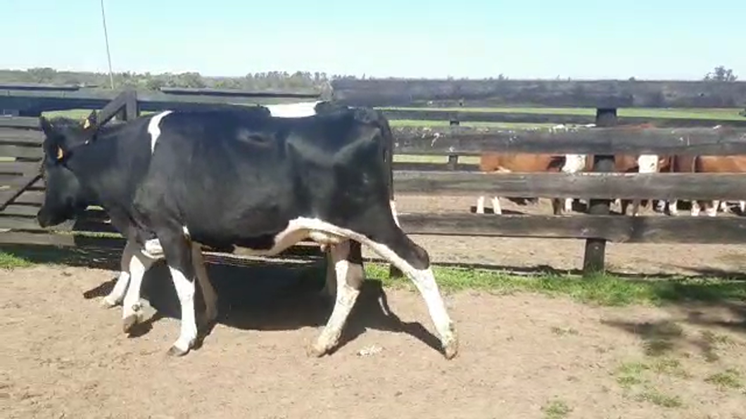 Lote (Vendido)2 Vacas de Invernada HOLANDO a remate en PANTALLA CAMY - SAN JOSE  1500 VACUNOS 500kg - , San José
