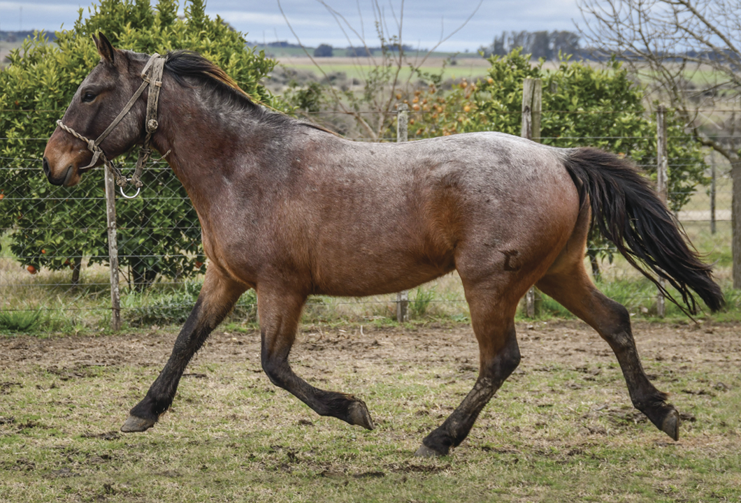 Lote COLIBRI MOLLES