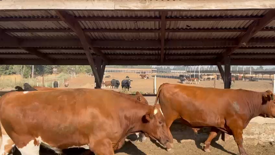 Lote 18 Novillo Gordo en Los Ángeles, VIII Región Biobío