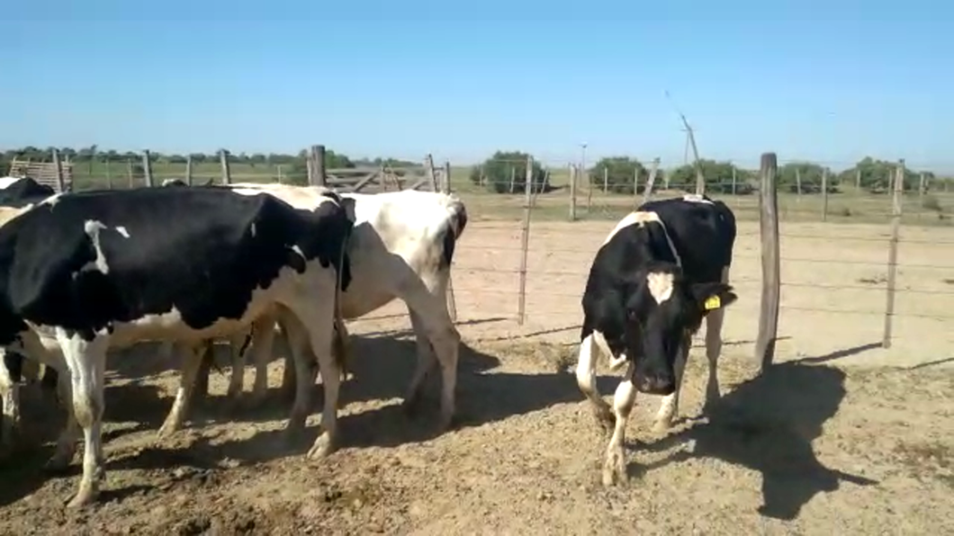 Lote 17 Vaquillonas preñadas Holando Argentino en Morteros, Córdoba