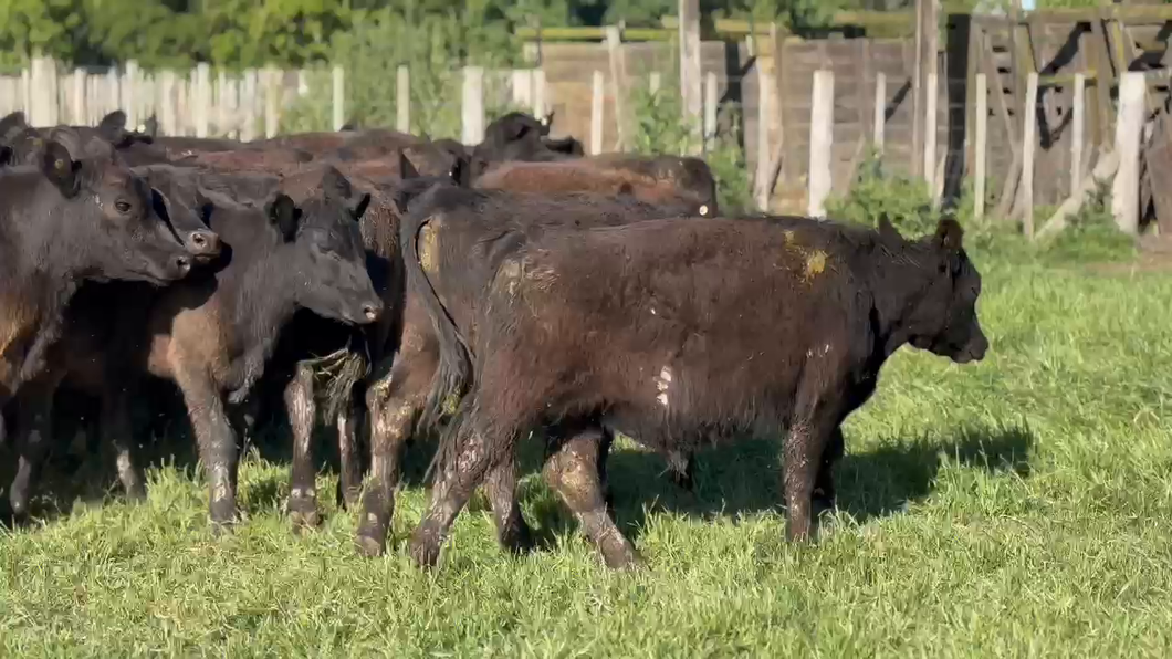 Lote 60 Novillitos