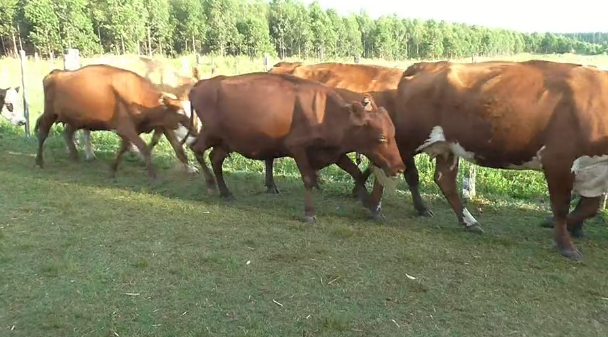 Lote (Vendido)66 Piezas de cría 11 AA/ RA,  1 HE,  14 HE*AA/ RA,  1 RP,  3*NO,  3*CH... a remate en 229˚ Remate Plaza Rural 407kg - , Paysandú