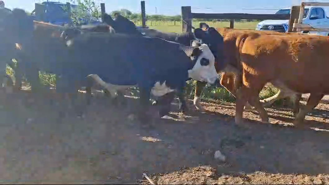 Lote 25 Terneros CRUZAS CARNICERAS a remate en 26° Remate Anual 210kg -  en BALTASAR BRUM