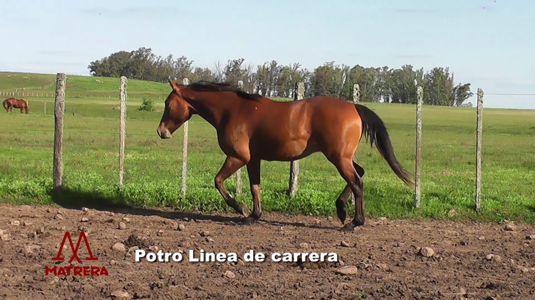 Lote POTROS DE CARRERA