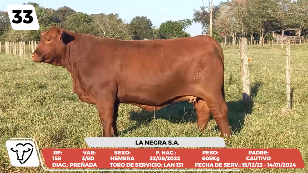 Lote LOTE 33