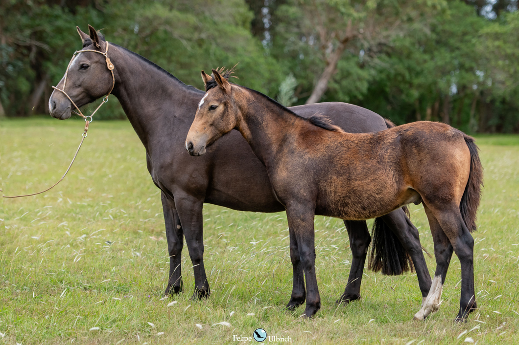 Lote JAGUEL RIENDA