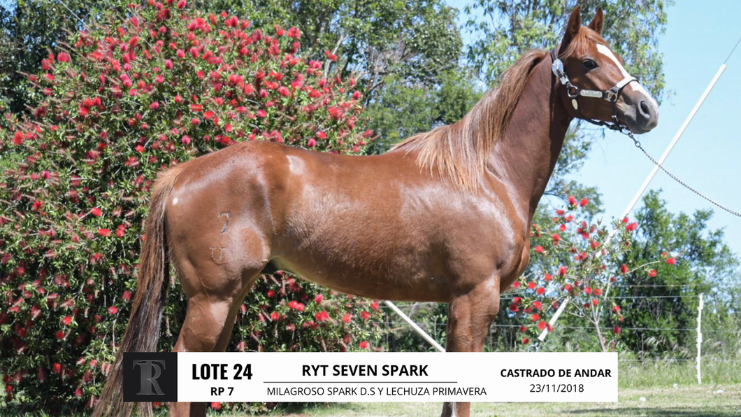 Lote RYT SEVEN SPARK