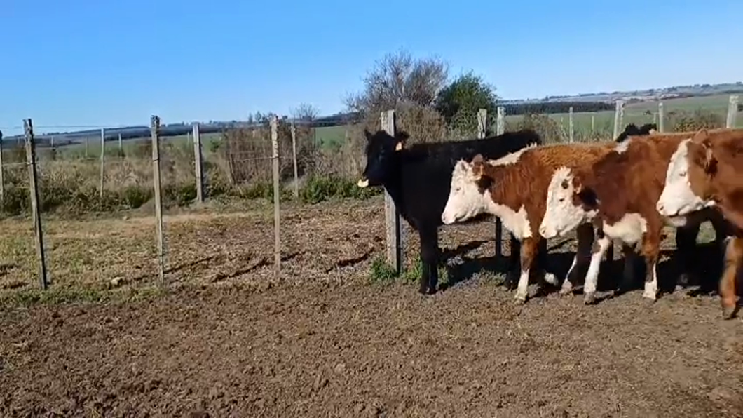 Lote (Vendido)7 Terneras CRUZAS LIMOUSIN a remate en #47 Pantalla Carmelo 212kg -  en PIEDRA CHATA